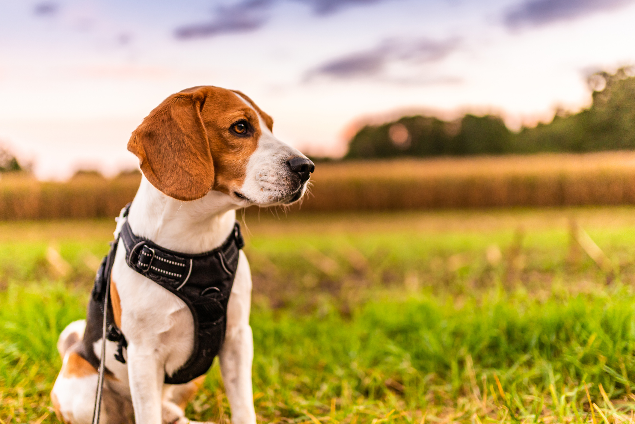 A Guide to Choosing the Perfect Dog Harness for Any Adventure