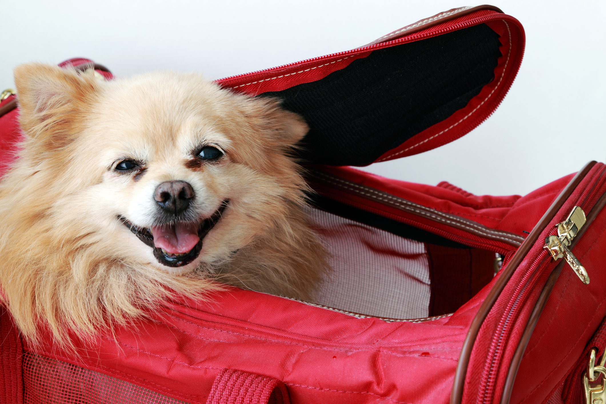 The Ultimate Guide to Choosing the Perfect Dog Travel Carrier