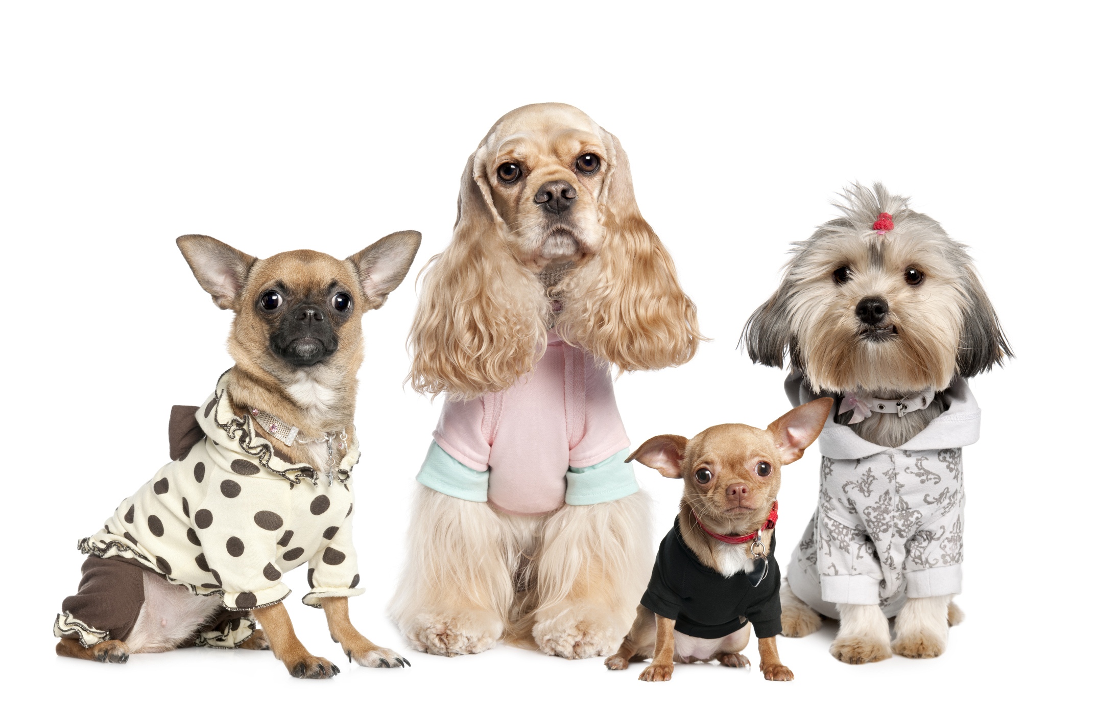 7 Trends Shaping the Future of Dog Apparel