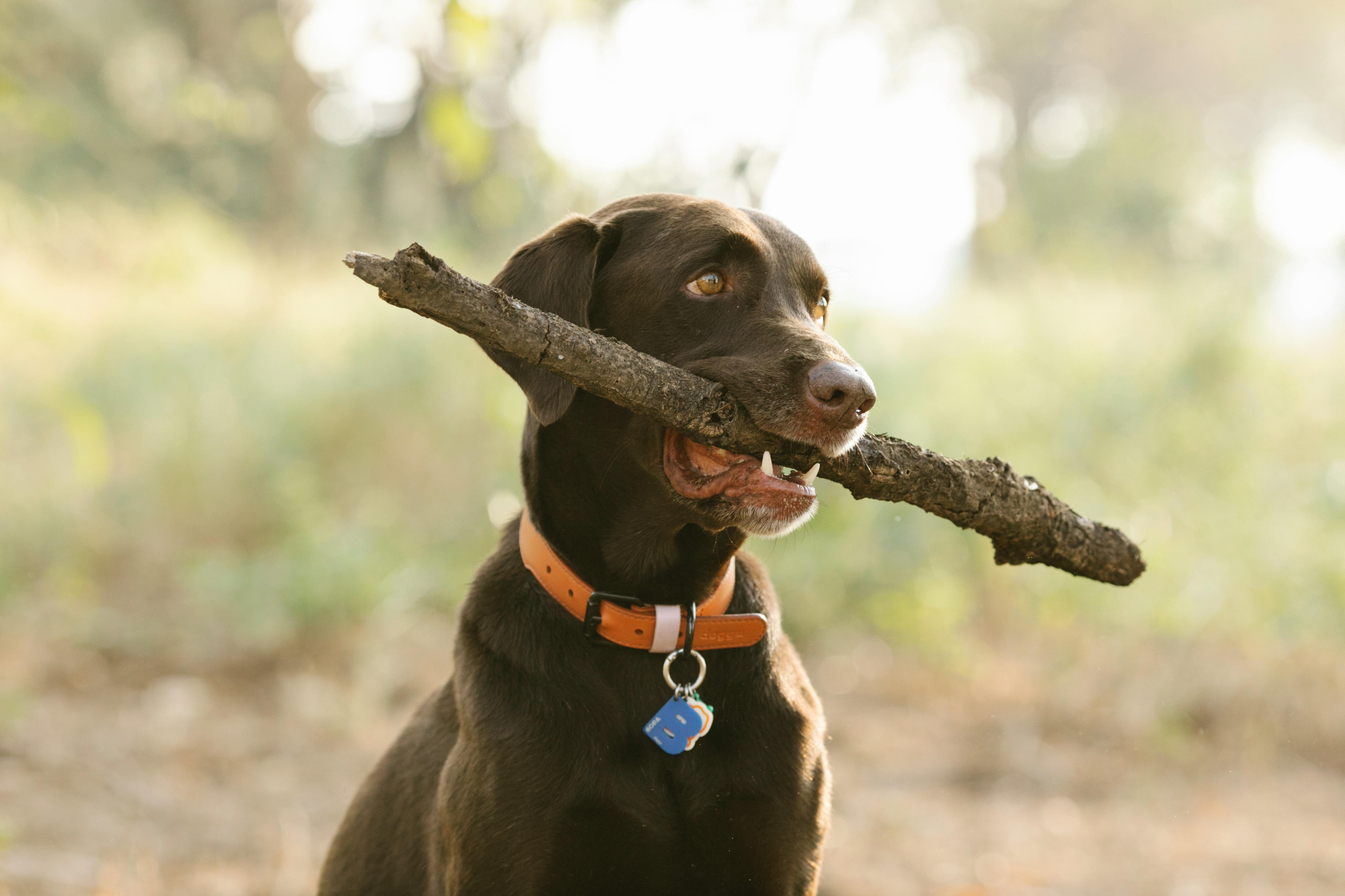 A Guide to Choosing the Perfect Dog Collar for Your Furry Friend