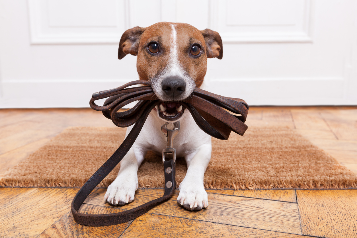 The Best Top Leashes for Every Dog: Puppies to Large Breeds