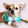 Sniffany Blue Dog Collar - Adjustable Neck Collar