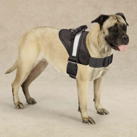 Guardian Gear Excursion Dog Harness 20-26In