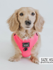 Sassy Woof Adjustable Harness