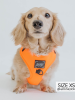 Sassy Woof Adjustable Harness