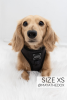 Sassy Woof Adjustable Harness