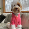 The Everyday Dog Hoodie - Cute Af