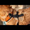 K9 Sport Dog Harness