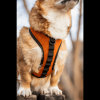 K9 Sport Dog Harness