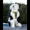 K9 Sport Dog Harness