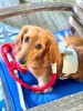 PoisePup Dog Harness