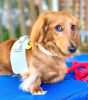 PoisePup Dog Harness