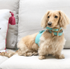 PoisePup Dog Harness