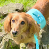 PoisePup Dog Harness