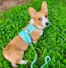 PoisePup Dog Harness