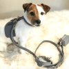 PoisePup Dog Harness