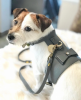 PoisePup Dog Harness