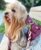 PoisePup Dog Harness