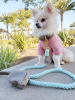 PoisePup - Luxury Dog Leash