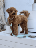 PoisePup - Luxury Dog Leash