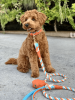 PoisePup - Luxury Dog Leash