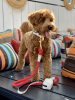 PoisePup - Luxury Dog Leash