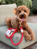 PoisePup - Luxury Dog Leash