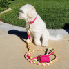 PoisePup - Luxury Dog Leash