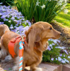 PoisePup Dog Harness