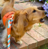 PoisePup Dog Harness