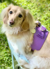 PoisePup Dog Harness