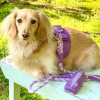 PoisePup Dog Harness