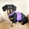 PoisePup Dog Harness