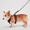 Mr. Peanut's PetTrek Reflective Pet Harness With Matching Leash