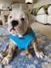 Mr. Peanut's PupTrek Soft Mesh Step In Dog Harness