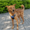 Mr. Peanut's PetTrek Reflective Pet Harness With Matching Leash