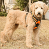 Mr. Peanut's PetTrek Reflective Pet Harness With Matching Leash