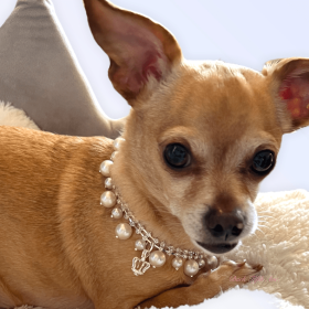 Rhinestone & Pearl Crown Dog Necklace (size: 10")