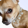 Rhinestone & Pearl Crown Dog Necklace