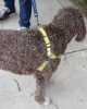 Omni Multi-Connection Dog Harness