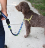 Omni Multi-Connection Dog Harness