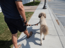 Omni Multi-Length Dog Leash