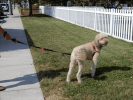 Omni Multi-Length Dog Leash