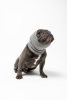 PET Hoodz Dog Hoodies For Anxiety