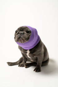 PET Hoodz Dog Hoodies For Anxiety (Color: lavender, size: medium)