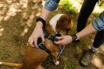 Millvue EZ Fit Dog Harness