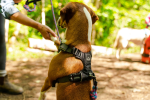 Millvue EZ Fit Dog Harness