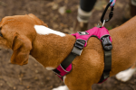 Millvue EZ Fit Dog Harness