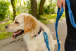 Cascades Metallic Blue Stretchable Runner Dog Leash