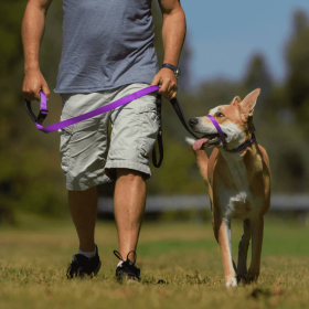 Canny Dog Collar (Color: Purple, size: 15"-17" - Size 4)